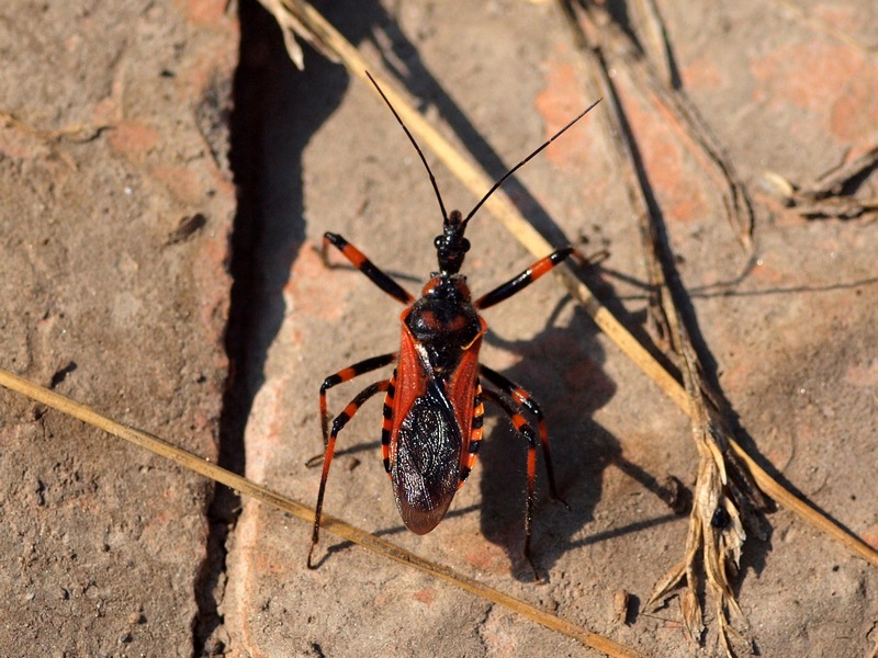 Reduviidae: Rhynocoris cfr. iracundus di Villorba (TV)